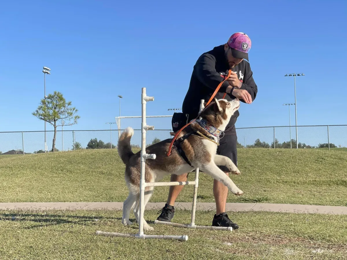 OKC Dog Training