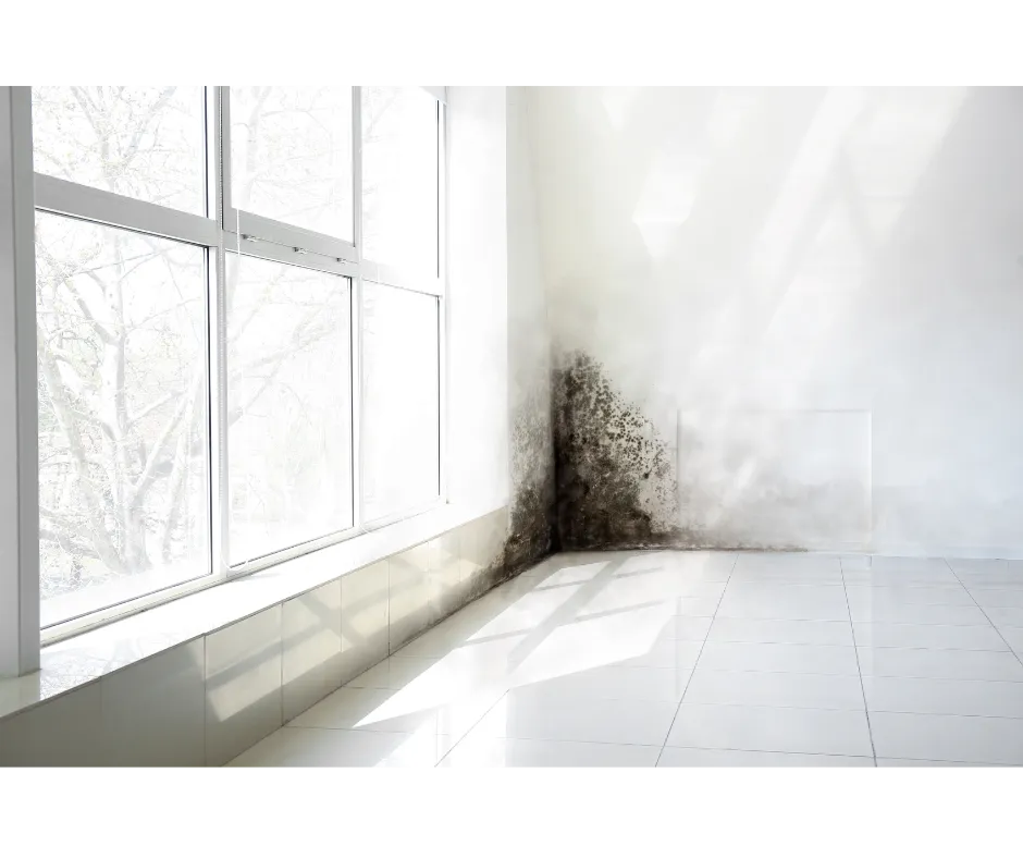 Mold Inspection Sarasota