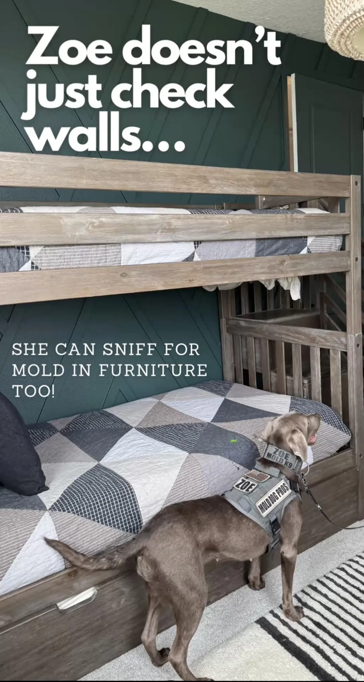 What Is a Mold Detection Dog Inspection? How Mold Dogs Find Hidden Mold in Homes