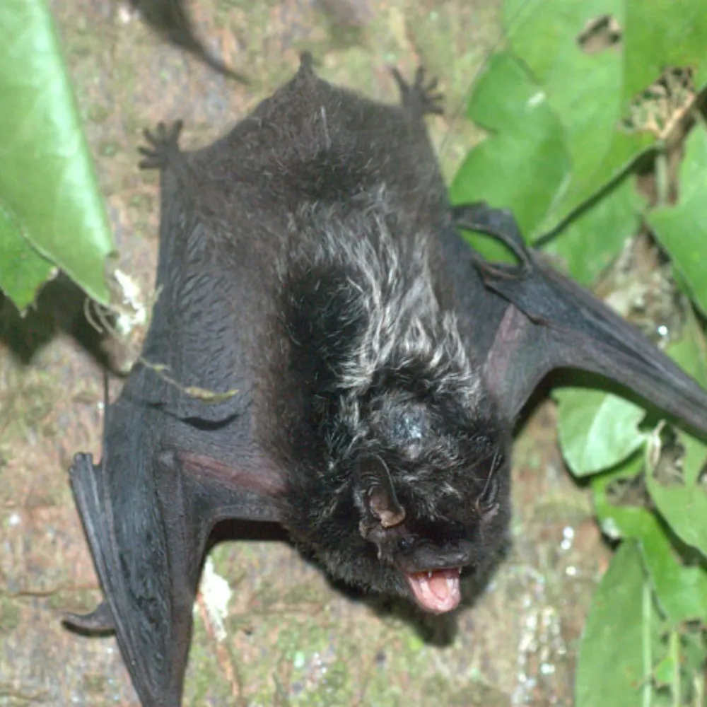 bat