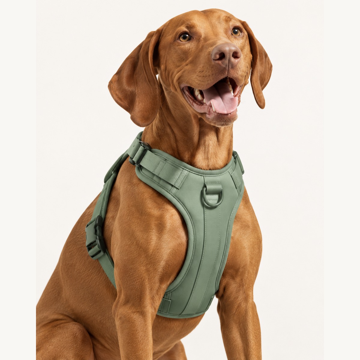 Dog wearing a sage green cushioned dog harness