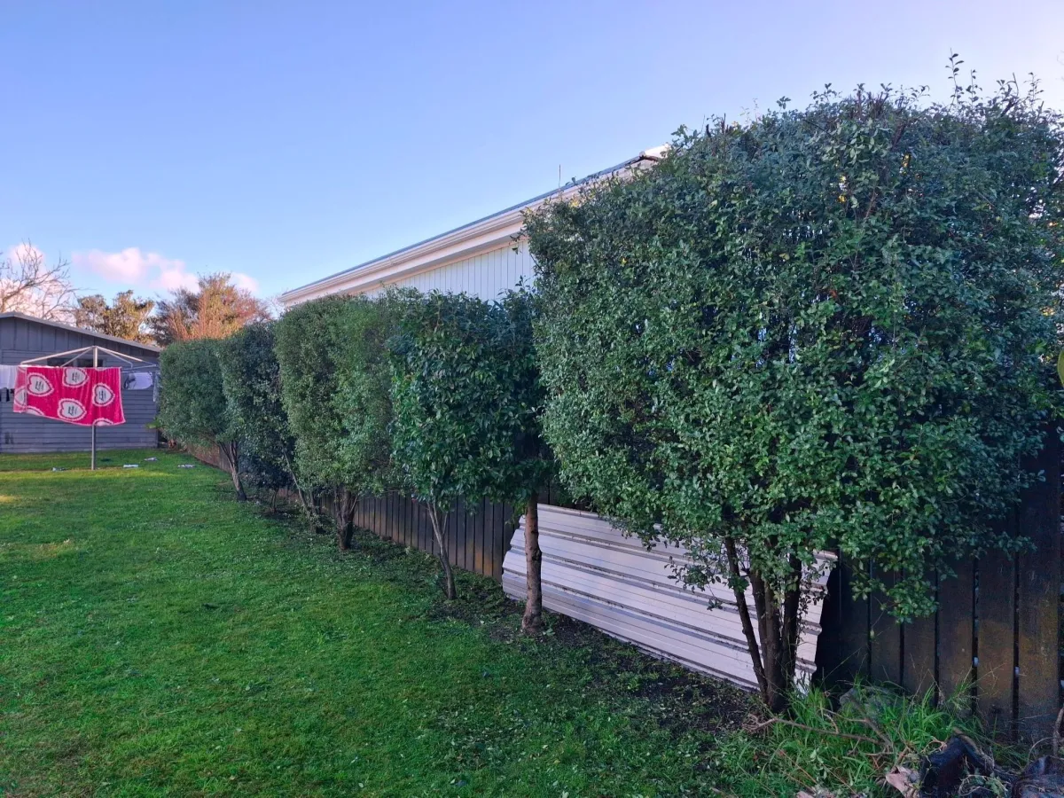 trimmed green hedge and tidy garden space Gisborne