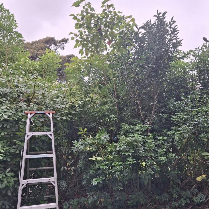 tree removal service in Gisborne property