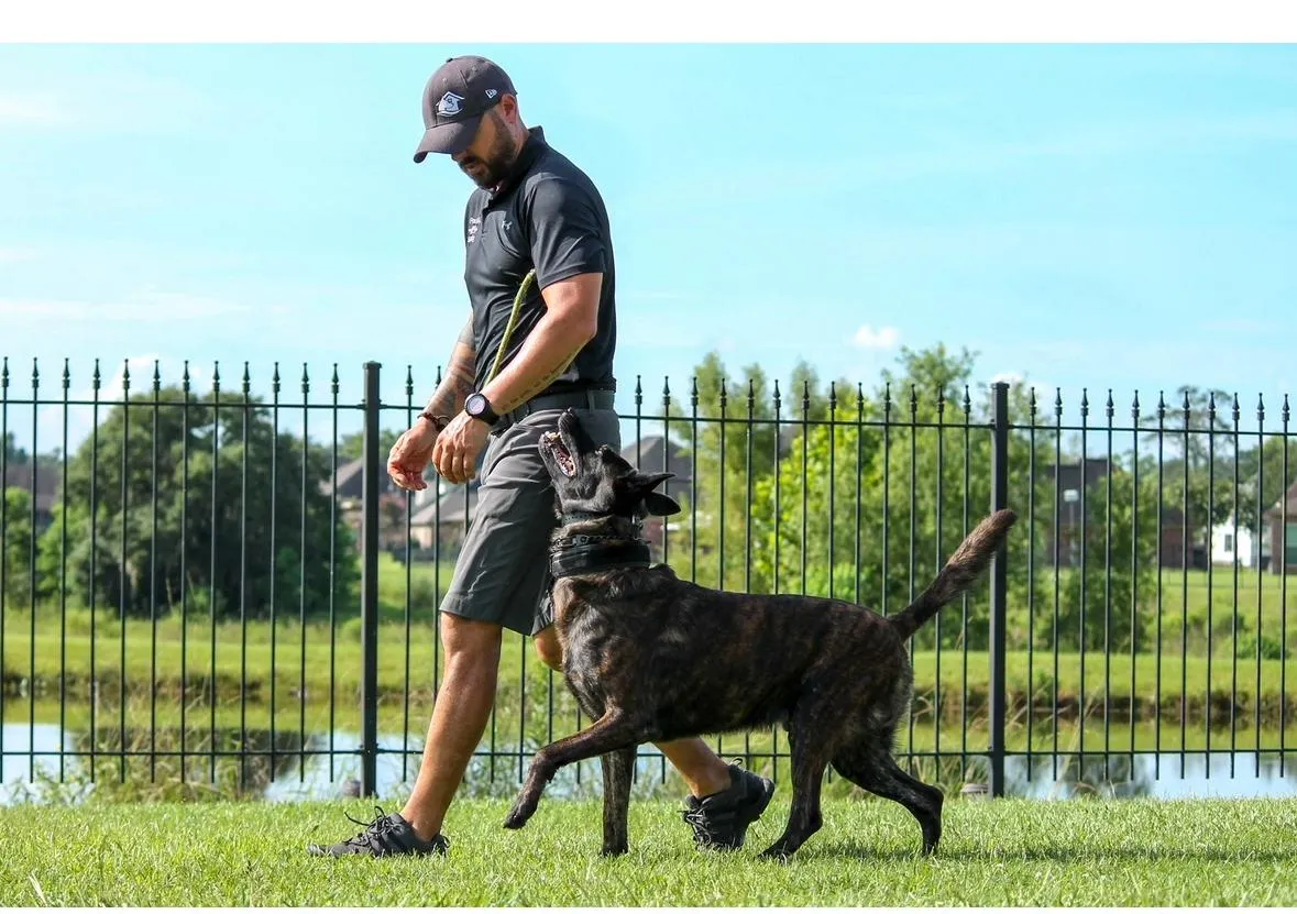 Dog trainer working with a large dog outdoors in a fenced area, demonstrating obedience training at Precision K9 Shaping.