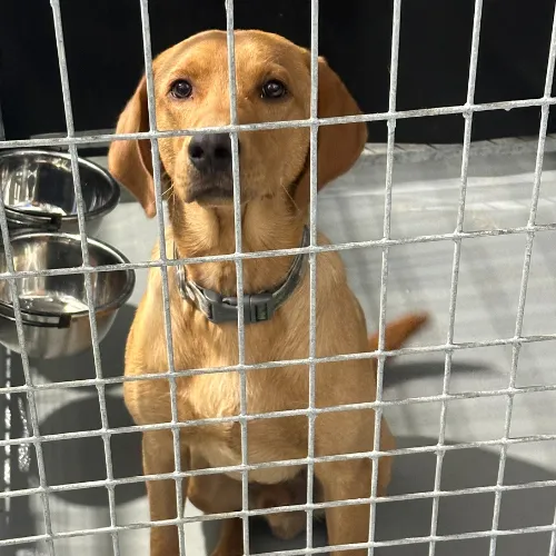 Dog sitting inside a secure kennel at Precision K9 Shaping boarding facility.