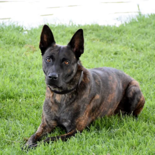 Protection dog sitting attentively on grass, showcasing obedience and focus.