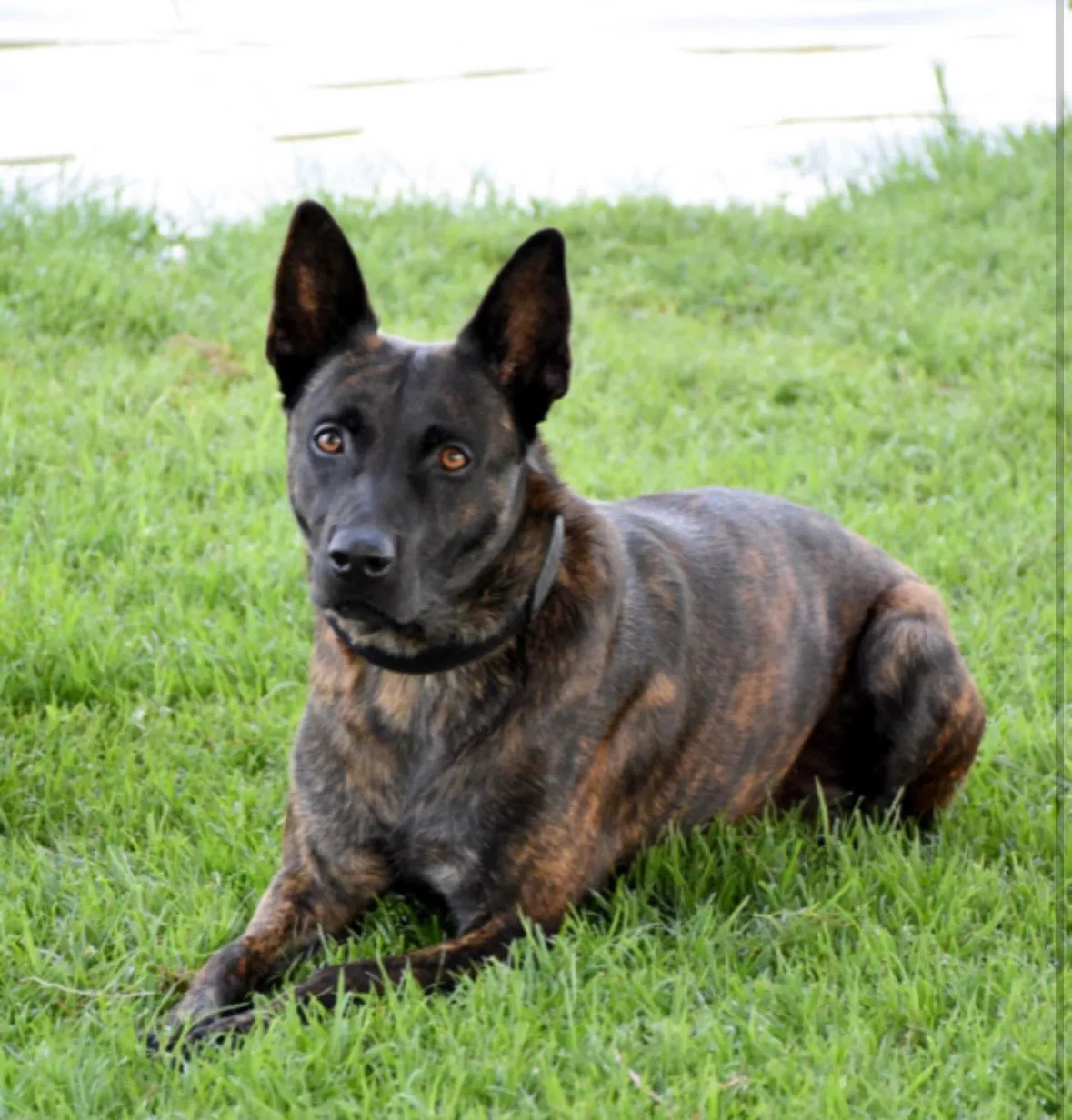 Trained protection dog sitting on grass, showcasing Precision K9 Shaping's expertise in providing elite security dogs for home and family safety.