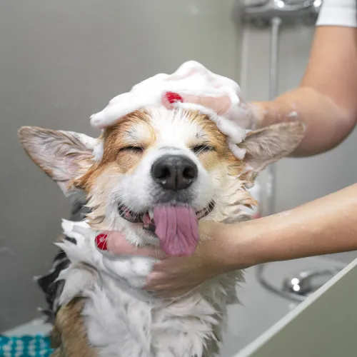 Dog enjoying a grooming bath, with soap suds and relaxed expression, representing upcoming dog grooming services.