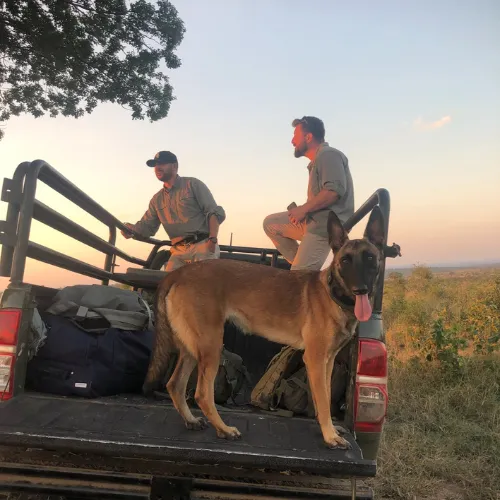 K9 detection dogs with handlers preparing for training in a field setting.