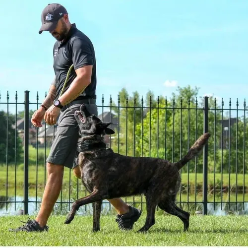 Trainer working with a dog on leash in an outdoor training area.