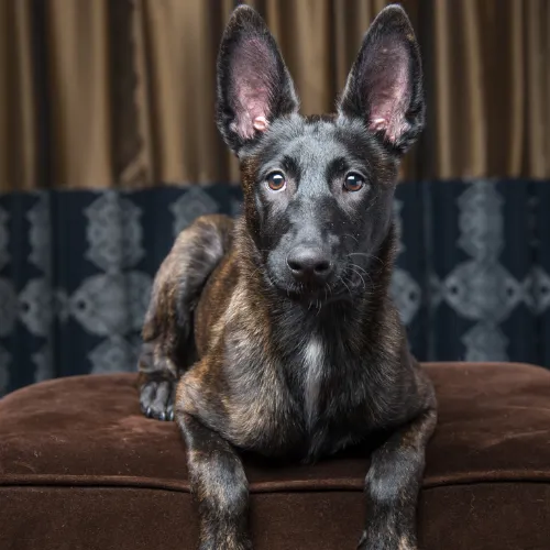 Young Dutch Shepherd dog sitting on a brown cushion, representing upcoming Dutch Shepherd breeding services.