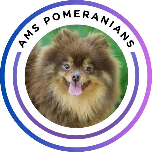 Pomeranian breeder