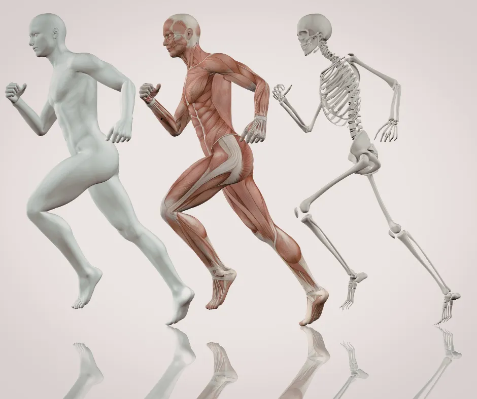 BLOG You Are Rebuilding Your Body Every Day