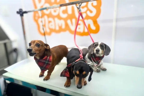 A calm dog being groomed inside a mobile grooming van by a professional groomer