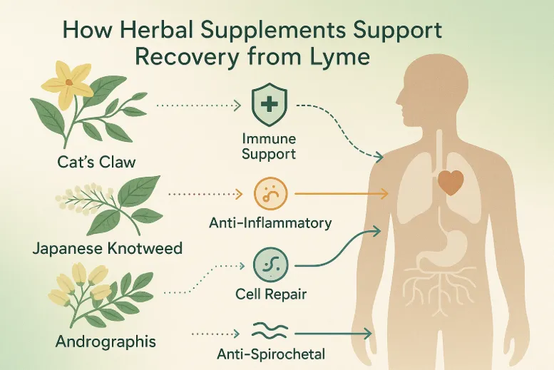 A vector illustrations of herbs like cat’s claw, Japanese knotweed, astragalus, and andrographis, each paired with icons for immune support, anti-inflammatory, and cell repair, all connected to a human silhouette and titled 'How Herbal Supplements Support Recovery from Lyme.