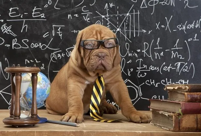 medium-coated brown dog during daytime