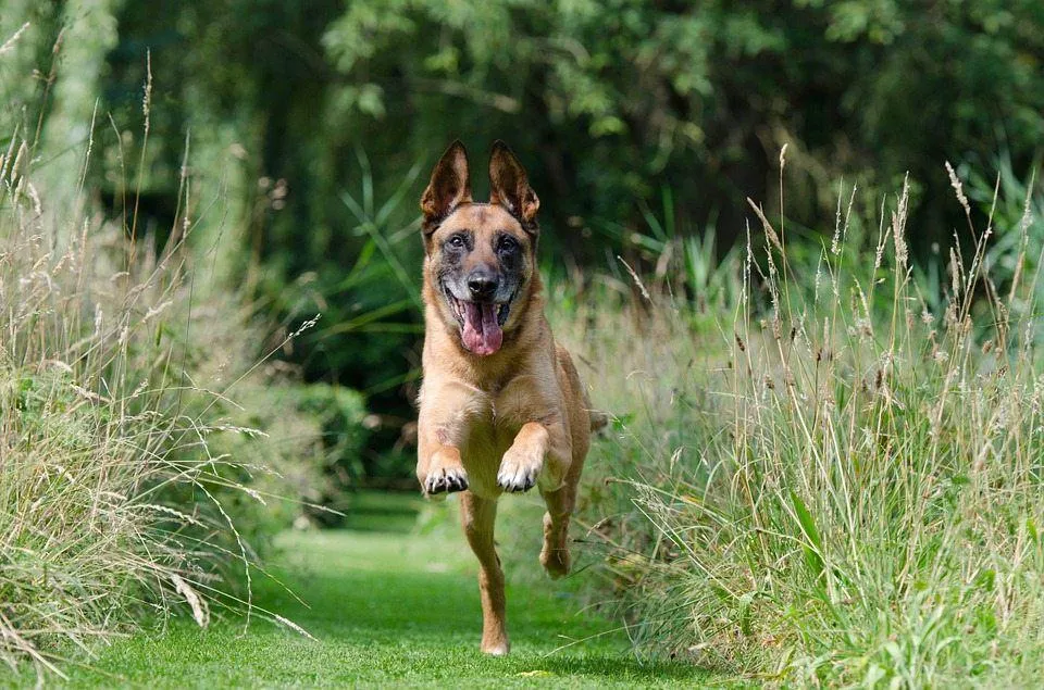 medium-coated brown dog during daytime