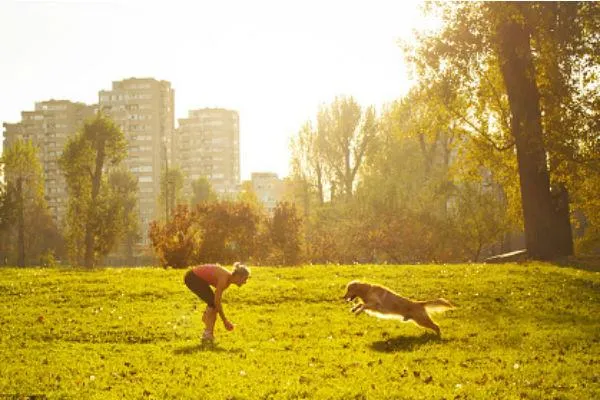 medium-coated brown dog during daytime