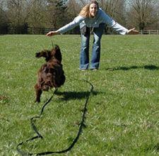 medium-coated brown dog during daytime