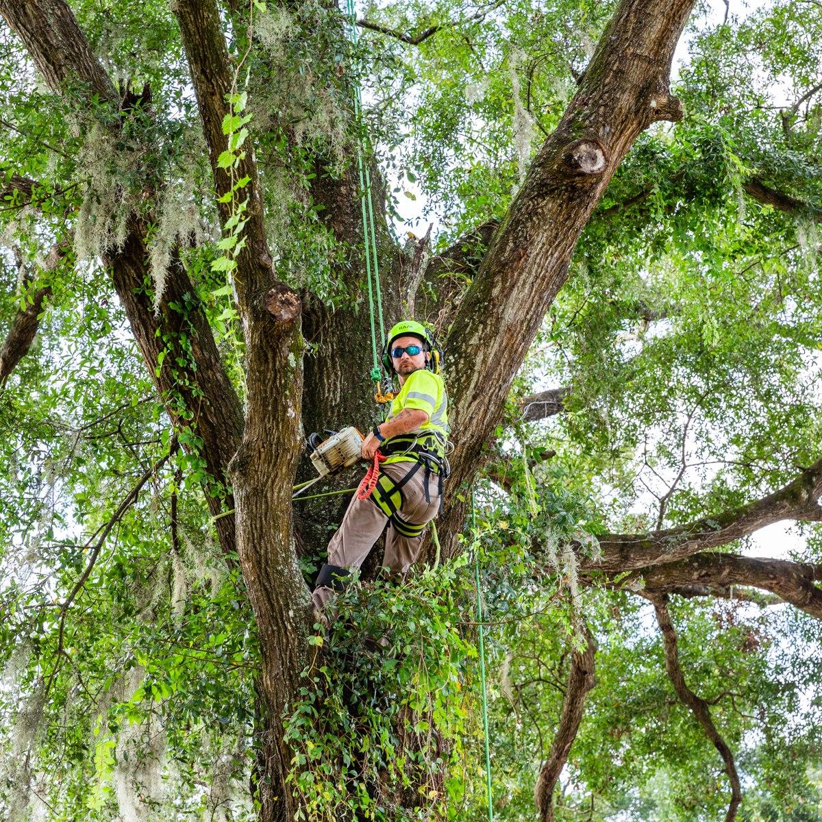 Tree Trimming Gainesville