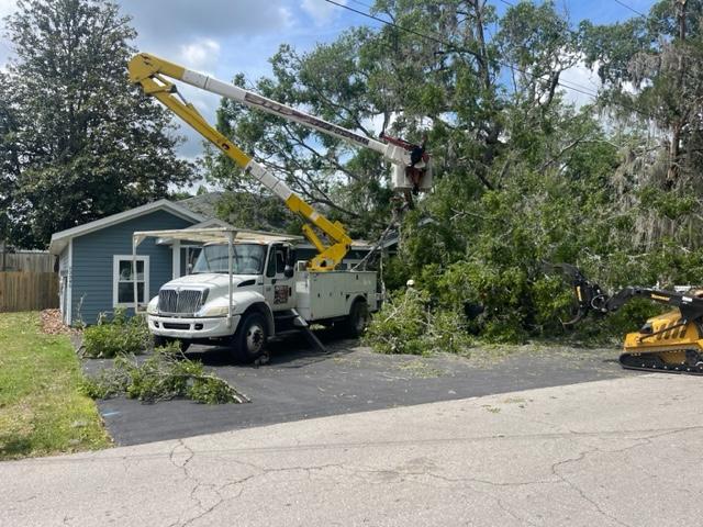 Emergency Tree removal in Gainesville