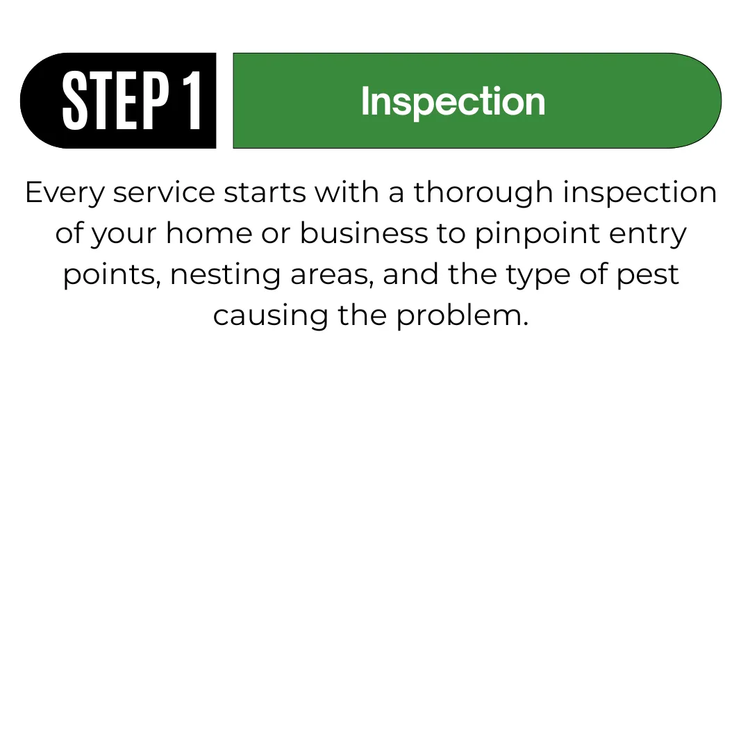 3 Step Infograph for Pest Control Process