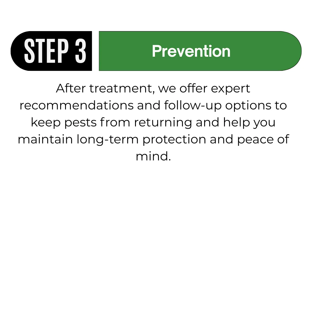 3 Step Infograph for Pest Control Process