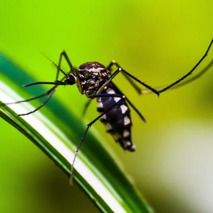 Mosquito
