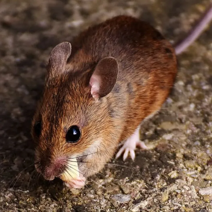 Rodent