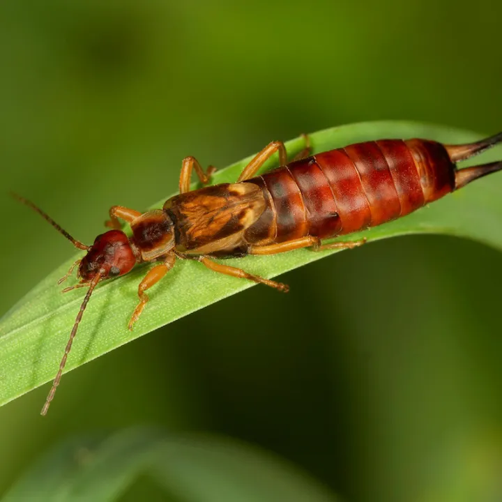 Earwig