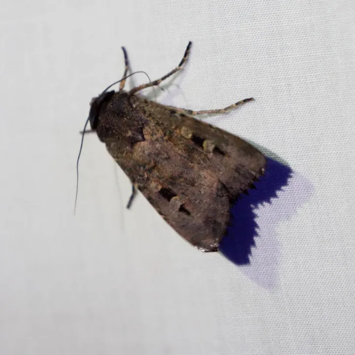 Moth