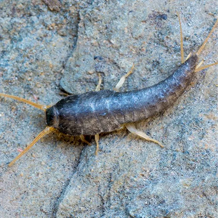 Silverfish