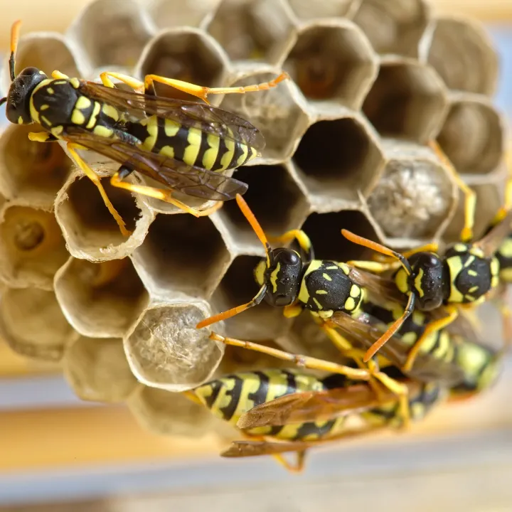Yellow Jackets