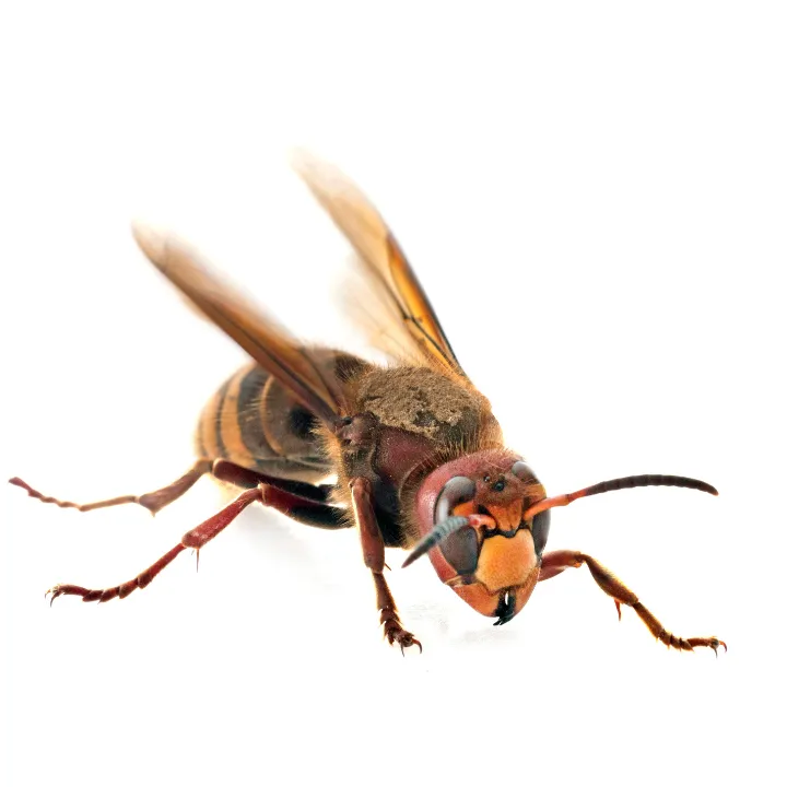 Hornet