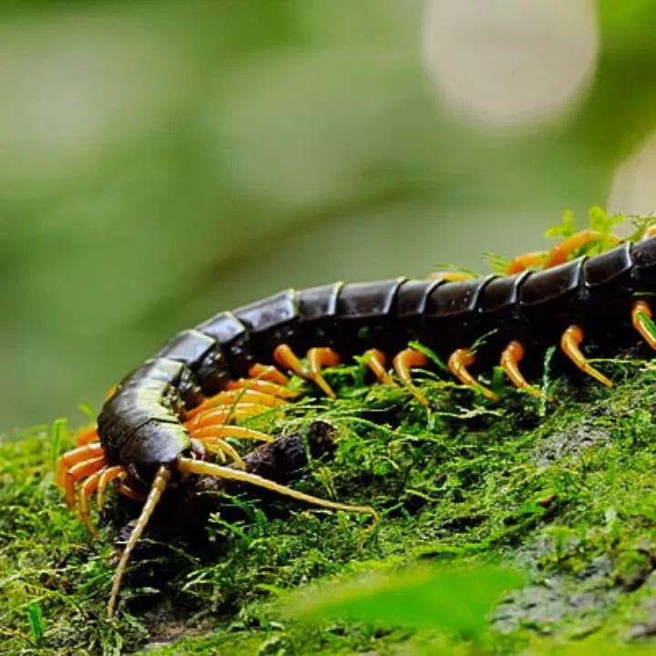 Centipede