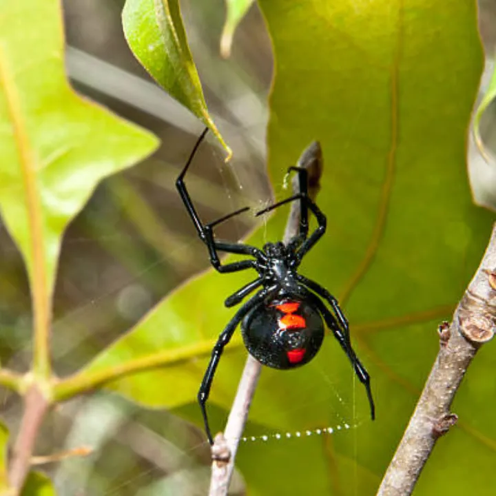 Spider