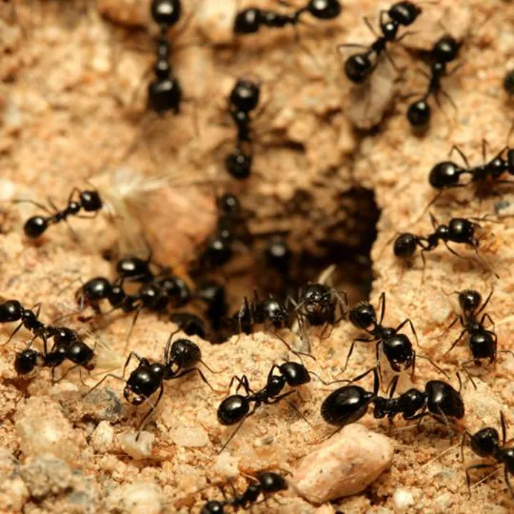 Carpenter Ants