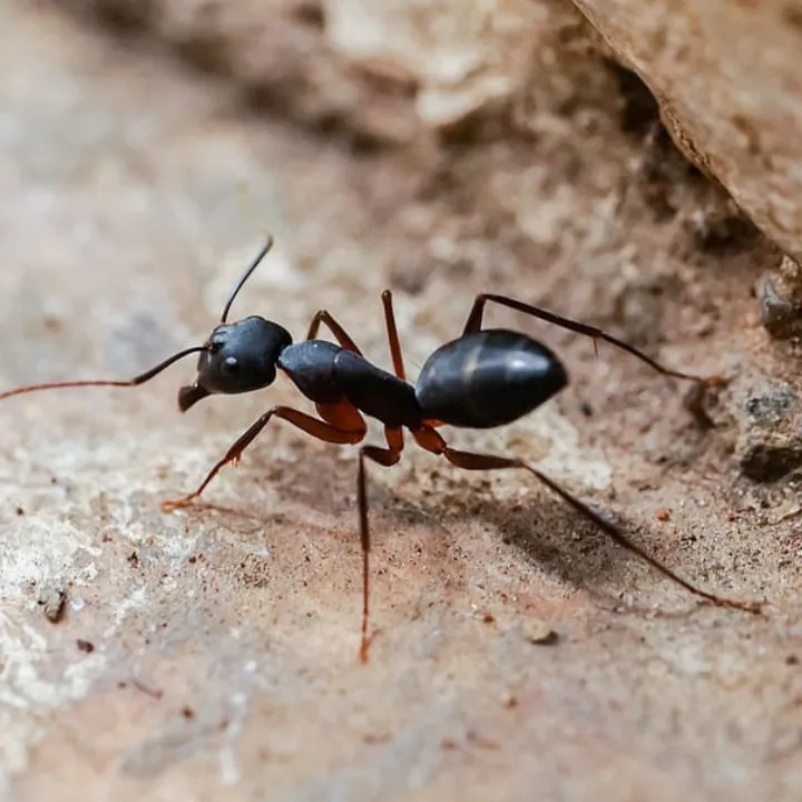 Common Ant