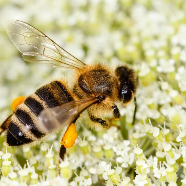 Bee