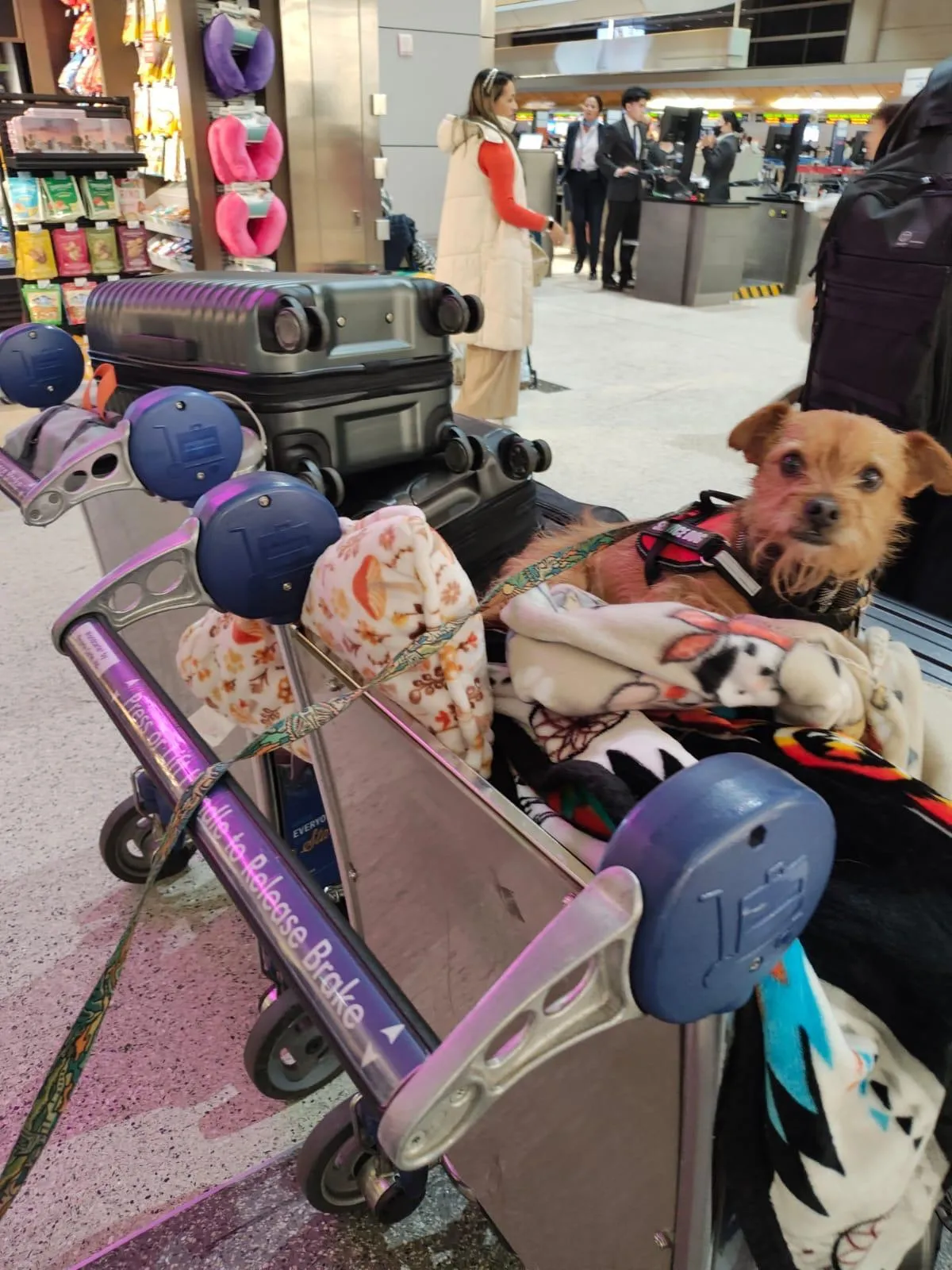 Arch sitting on top of Luggage at LAX airport  Service Dog