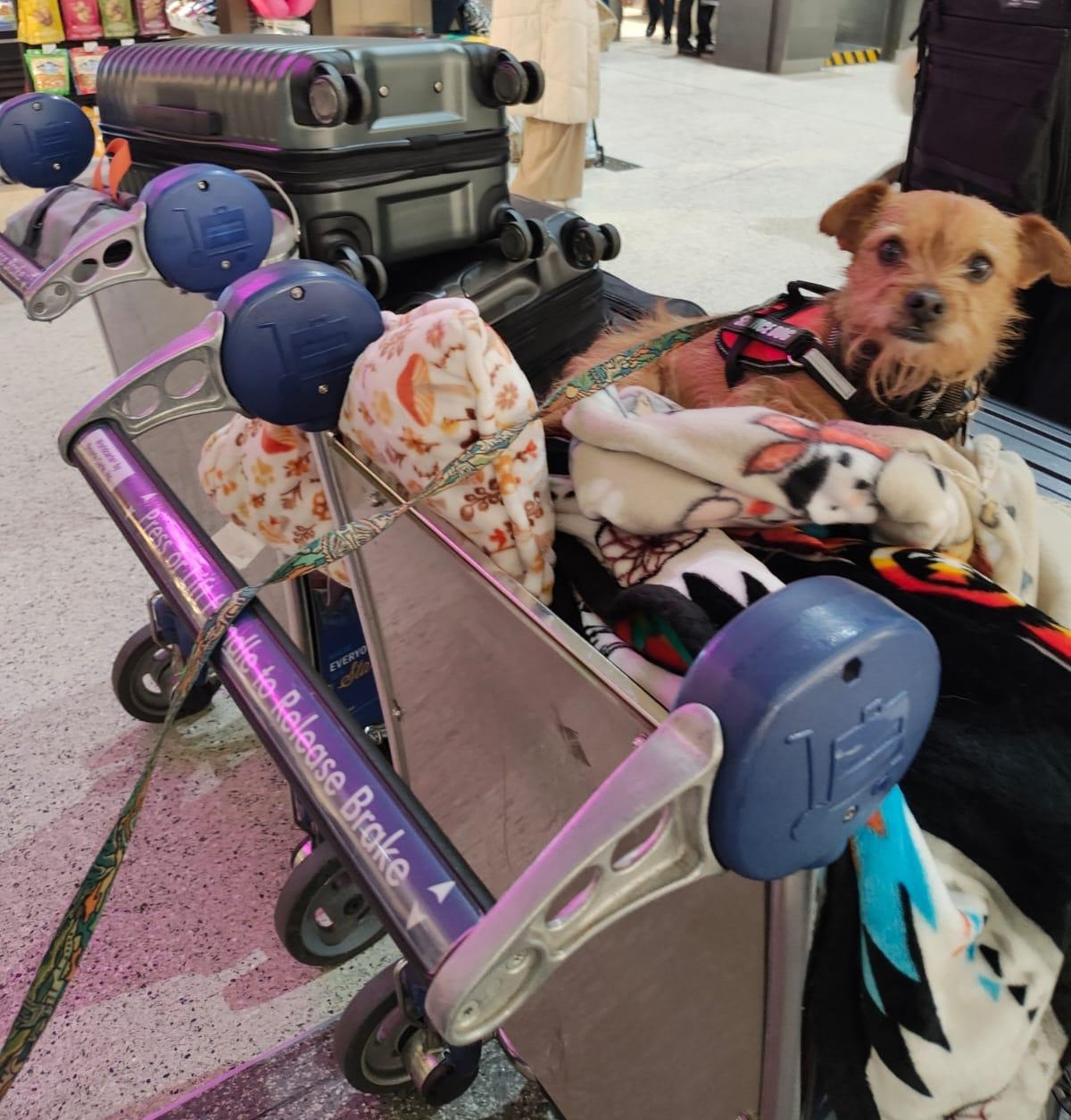 Arch sitting on top of Luggage at LAX airport heading to Vietnam - Service Dog