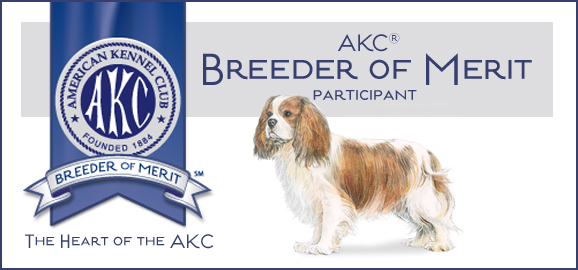 Cavalier King Charles Breeder of Merit