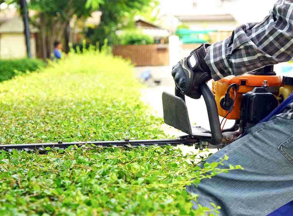 Tree Service in California City, CA