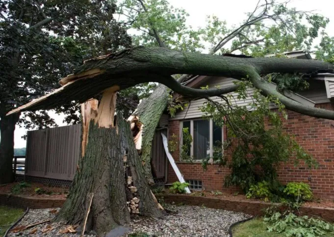 Tree Service in California City, CA