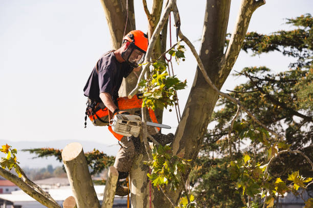 Tree Service in California City, CA