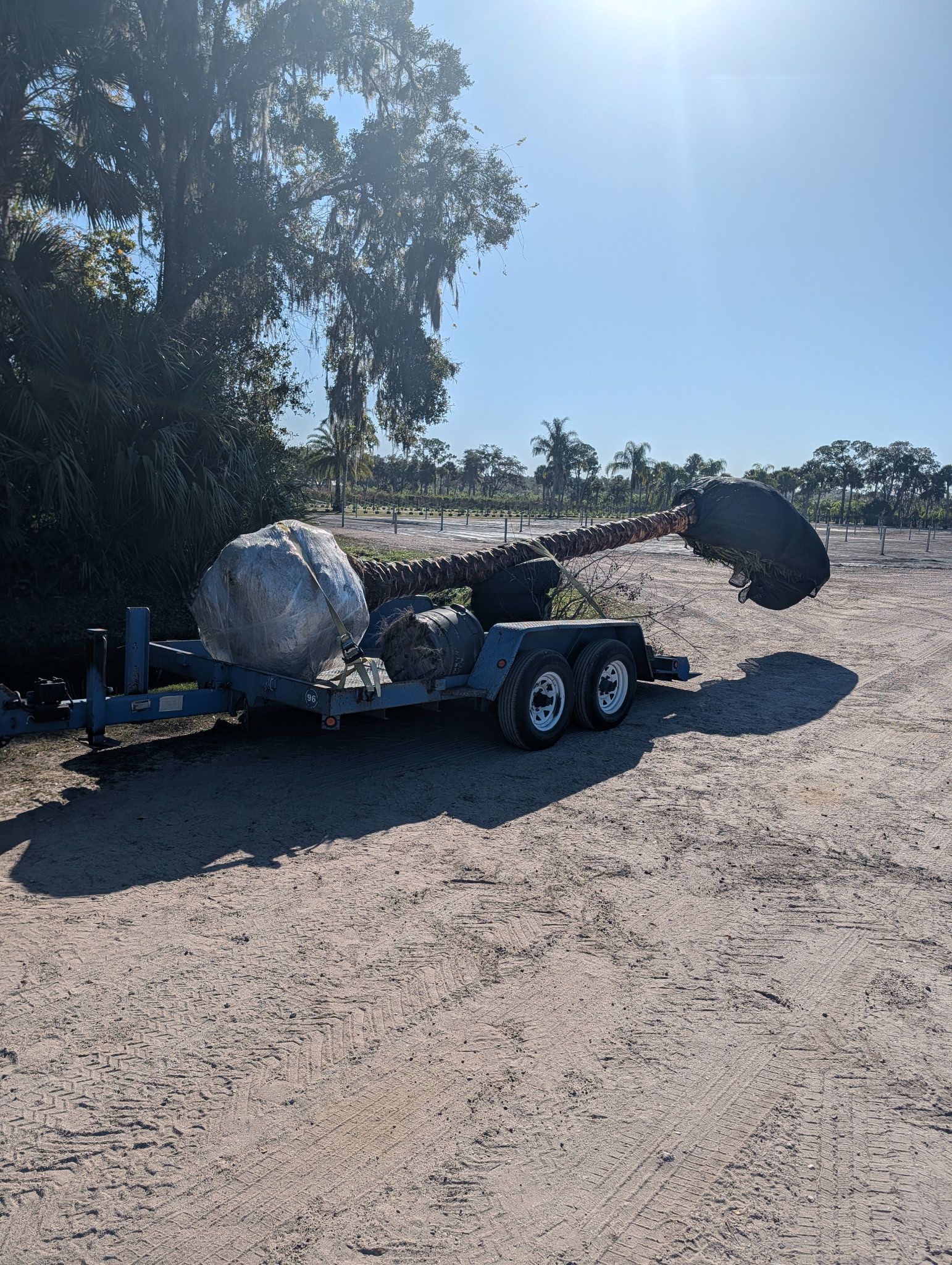 Tree Trimming, Pruning & Large Tree Installation