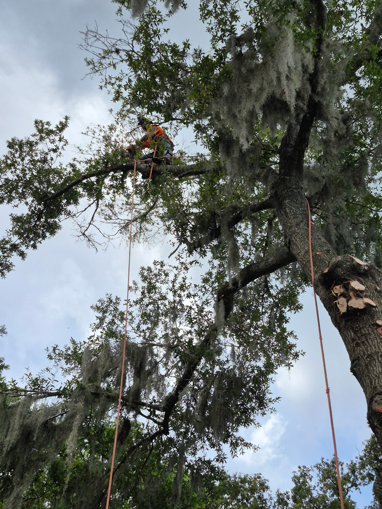 Tree Trimming, Pruning & Large Tree Installation