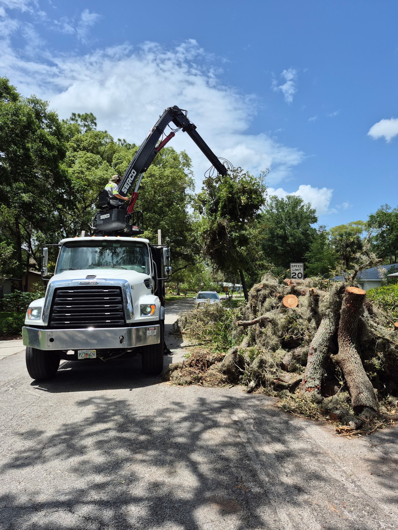 Complete Tree Removal - Standard & High-Risk