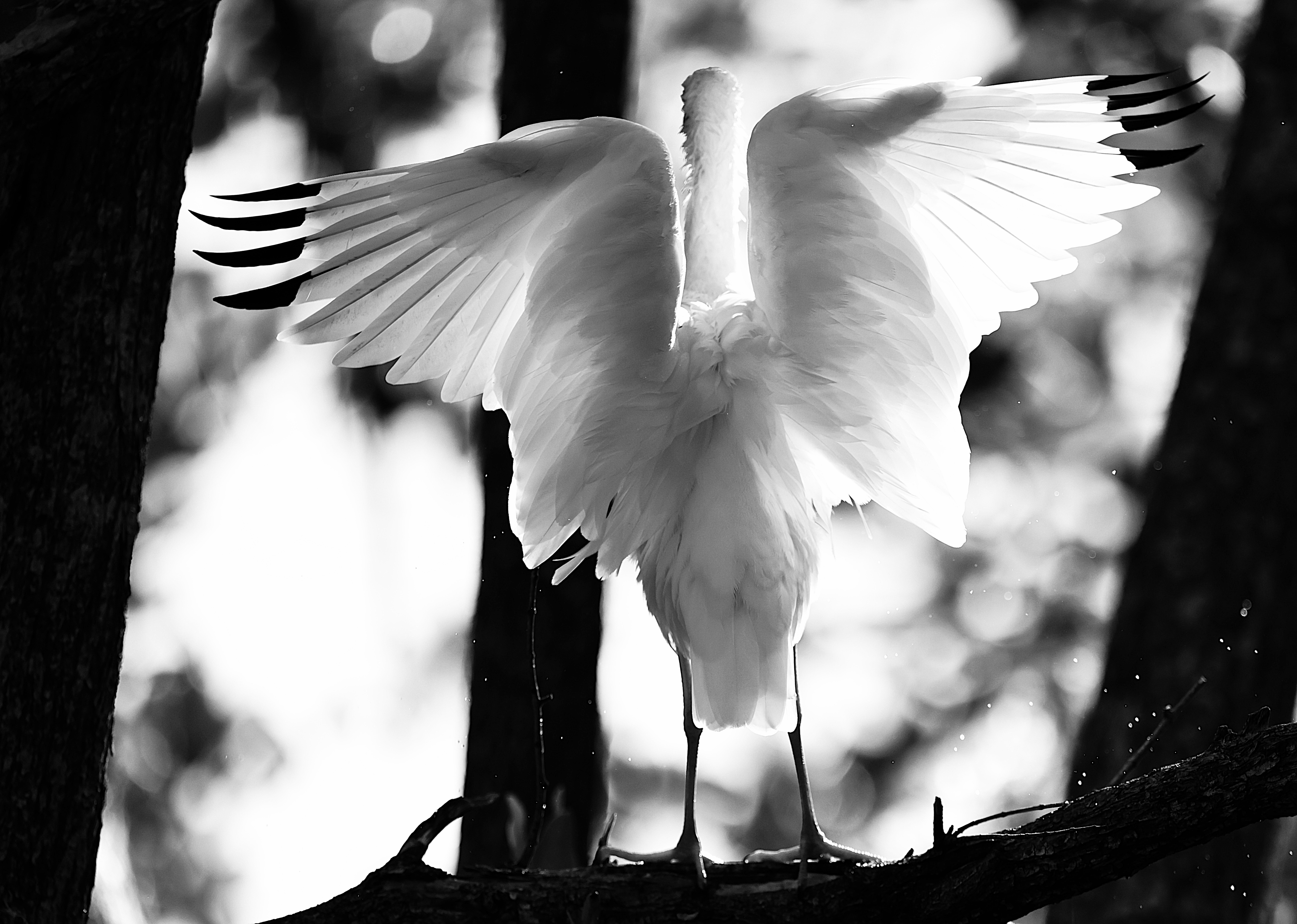 Image of a bird representing Space Coast Camera's Birding Photography Classes