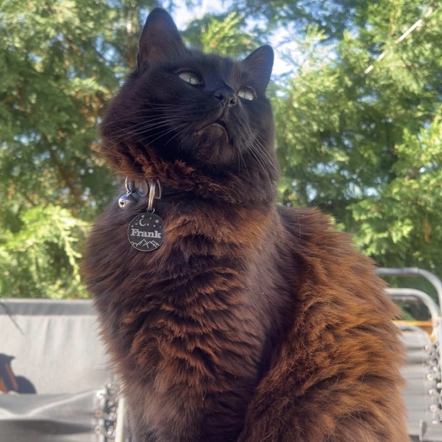 Frank the cat with name collar